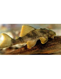 Pléco Peckoltia cavatica L076 (Peckoltia cavatica L076) 6-8cm Wild