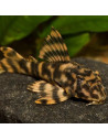 Pléco Peckoltia L103 (Peckoltia sp. L103) 4-6cm Wild