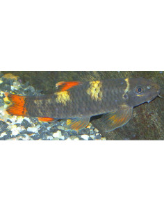Garra flavatra (Garra flavatra) 5-6cm Wild