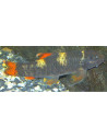 Garra flavatra (Garra flavatra) 5-6cm Wild