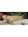 Rhinogobius Rubromaculatus 4-4,5cm Wild