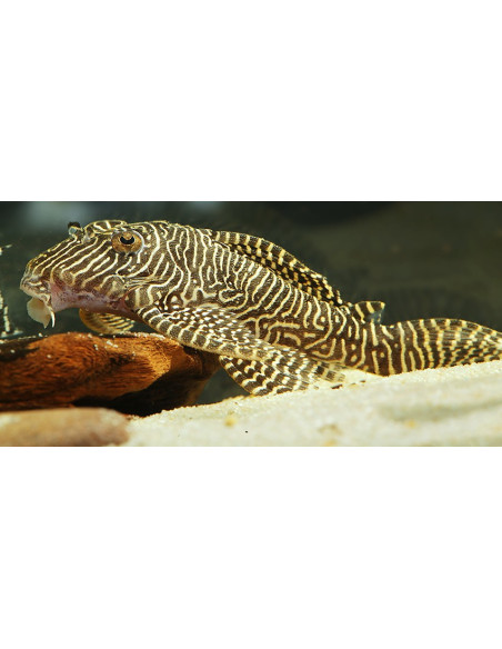 Hypancistrus Sp. L260 4-6cm Wild