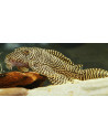 Hypancistrus Sp. L260 4-6cm Wild