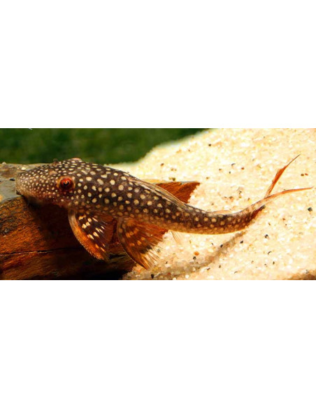 Lasiancistrus Sp. L178 5-7cm Wild