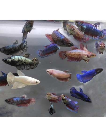 Betta Female 2,5- 3,2cm