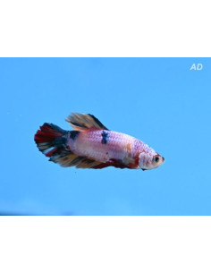 Betta Splendens Male High Quality Candy 4-5cm