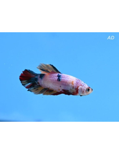 Betta mâle High Quality Candy (Betta splendens High Quality Candy) 4-5cm