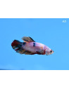Betta Splendens Male High Quality Candy 4-5cm