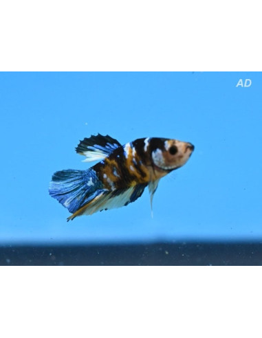 Betta mâle Metallic Dragon (Betta splendens Metallic Dragon) 4-5cm