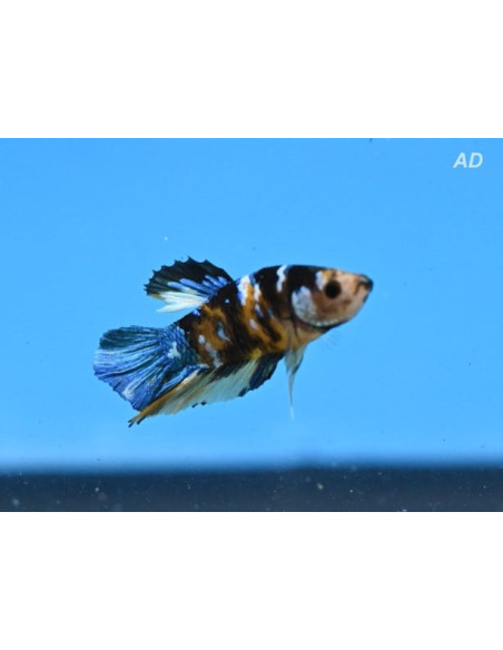 Betta mâle Metallic Dragon (Betta splendens Metallic Dragon) 4-5cm
