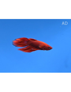 Betta mâle rouge (Betta splendens Red) 4-5cm