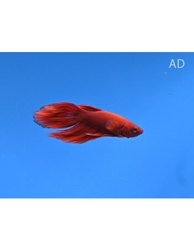 Betta mâle rouge (Betta splendens Red) 4-5cm