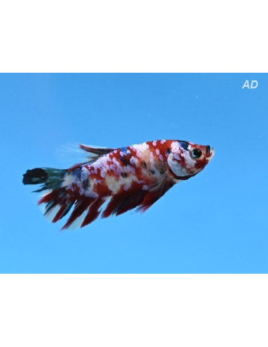 Betta mâle Koi (Betta splendens Koi M) 4-5cm