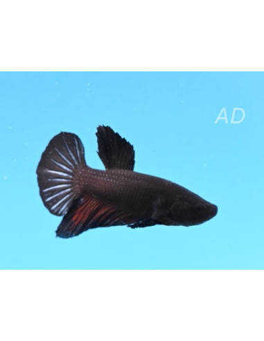 Betta mâle PKHM Black (Betta splendens PKHM Black) 4-5cm
