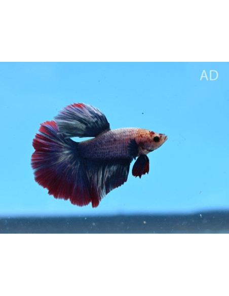 Betta mâle Halfmoon Thai Flag (Betta splendens Halfmoon Thai Flag) 4-5cm