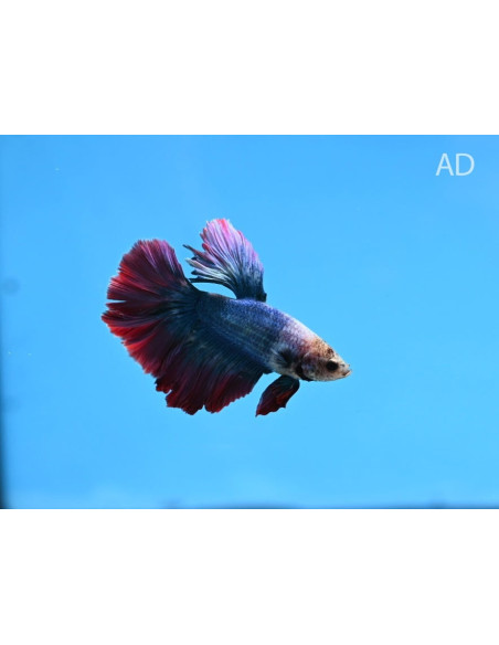 Betta mâle Giant PKHM Mix (Betta splendens Giant PKHM Mix) 6-7cm