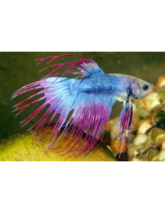 Betta mâle Crowntail PK Fancy Mix (Betta splendens Crowntail PK Fancy Mix) 4-5cm