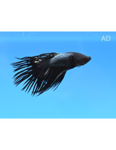 Betta mâle Crowntail Black (Betta splendens Crowntail Black) 4-5cm