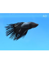 Betta mâle Crowntail Black (Betta splendens Crowntail Black) 4-5cm