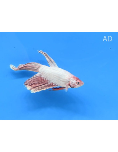 Betta mâle Longfin Dragon (Betta splendens Longfin Dragon) 4-5cm