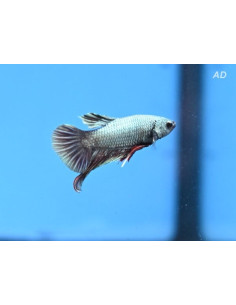 Betta mâle PKHM Fancy Dragon Galaxy (Betta splendens PKHM Fancy Dragon Galaxy) 4-5cm