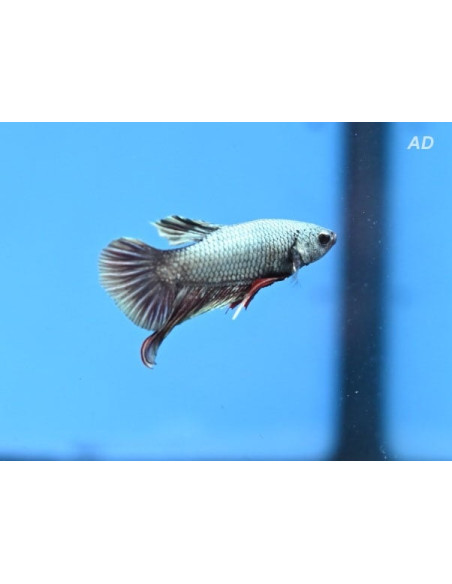 Betta mâle PKHM Fancy Dragon Galaxy (Betta splendens PKHM Fancy Dragon Galaxy) 4-5cm