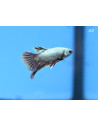 Betta mâle PKHM Fancy Dragon Galaxy (Betta splendens PKHM Fancy Dragon Galaxy) 4-5cm