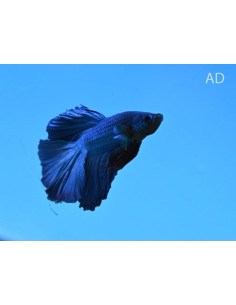 Betta mâle Halfmoon Green Dragon (Betta splendens Halfmoon Green Dragon) 4-5cm