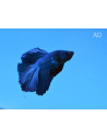 Betta mâle Halfmoon Green Dragon (Betta splendens Halfmoon Green Dragon) 4-5cm
