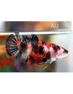 Betta femelle Koi (Betta splendens Koi F) 2,5-3,5cm