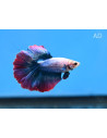 Betta mâle Halfmoon Rosetail (Betta splendens Halfmoon Rosetail) 4-5cm