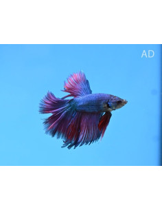 Betta mâle Halfmoon Green Red Dragon (Betta splendens Halfmoon Green Red Dragon) 4-5cm