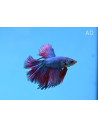 Betta mâle Halfmoon Green Red Dragon (Betta splendens Halfmoon Green Red Dragon) 4-5cm