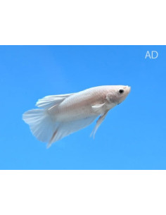 Betta mâle Halfmoon White (Betta splendens Halfmoon White) 4-5cm