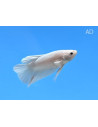 Betta mâle Halfmoon White (Betta splendens Halfmoon White) 4-5cm