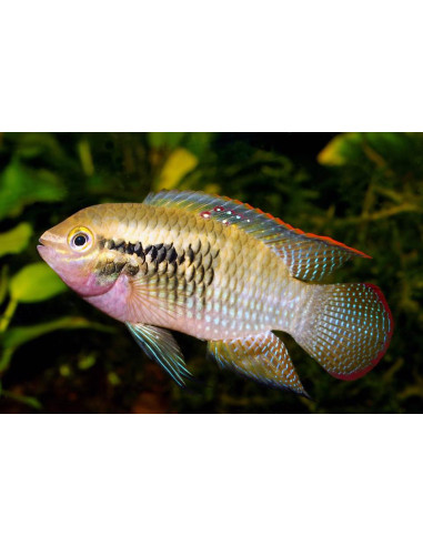 Laetacara dorsigera (Laetacara dorsigera) 3-3,5cm