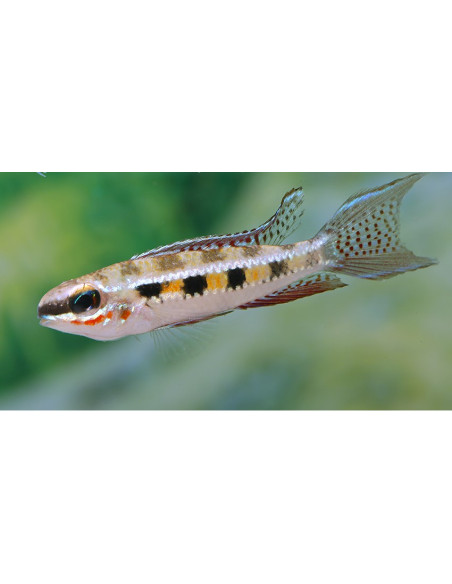 Dicrossus filamentosa (Dicrossus filamentosa) 3-3,5cm Wild