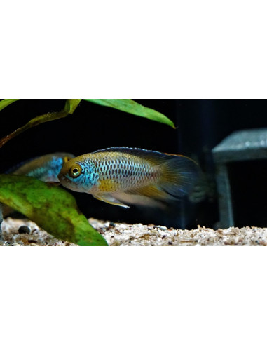 Nannacara anomala (Nannacara anomala) 2-3cm