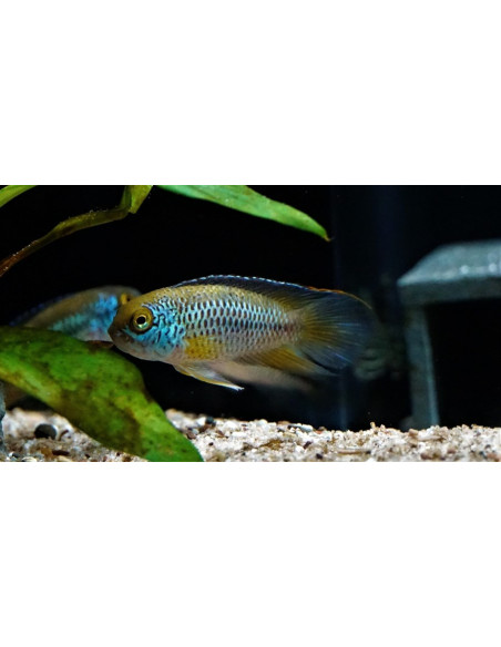 Nannacara anomala (Nannacara anomala) 2-3cm