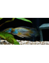 Nannacara anomala (Nannacara anomala) 2-3cm
