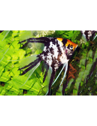 Pterophyllum Scalare Koi Tricolor 3-4cm