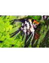 Pterophyllum Scalare Koi Tricolor 3-4cm