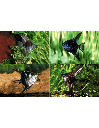 Scalaire Dark Mix (Pterophyllum scalare) 3-4cm