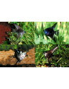 Pterophyllum Scalare Dark Mix 4-5cm