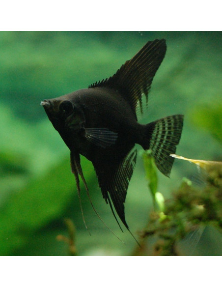 Pterophyllum Scalare Black Velvet 4-5cm