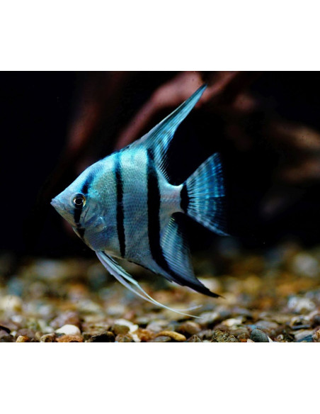 Scalaire Neon Blue (Pterophyllum scalare) 4-5cm