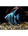 Pterophyllum Scalare Neon Blue 4-5cm