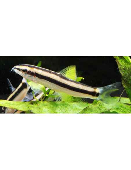Yasuhikotakia Nigrolineata 3,5-4,5cm Wild