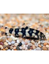 Botia Kubotai 4-5cm Wild
