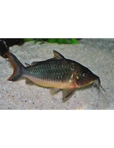 Corydoras émeraude (Brochis splendens) 5-6cm Wild